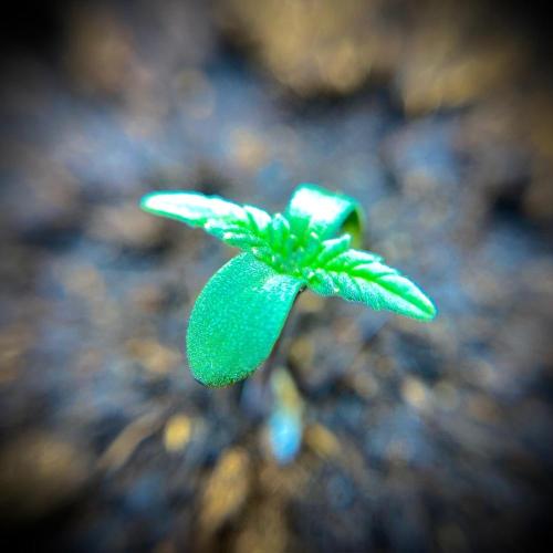 C R I T I C A L. Week 1 - Day 5