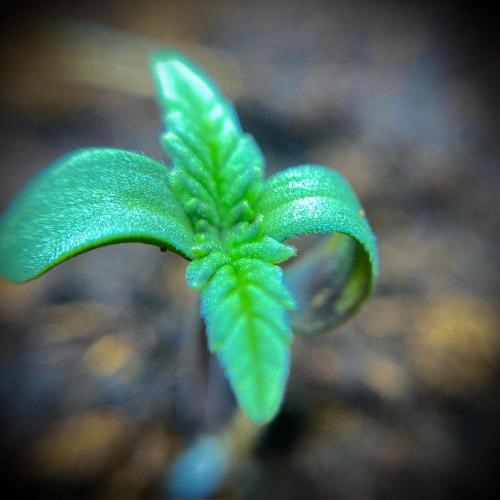 C R I T I C A L. Week 1 - Day 5