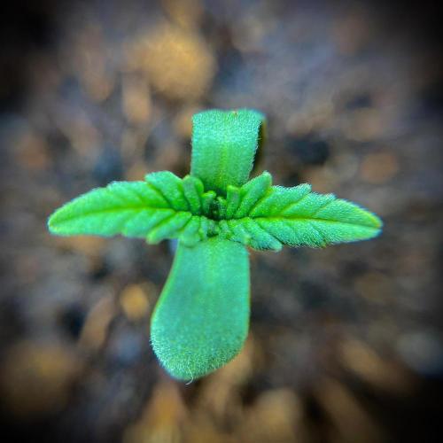 C R I T I C A L. Week 1 - Day 5