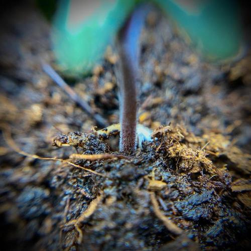 C R I T I C A L. Week 1 - Day 5