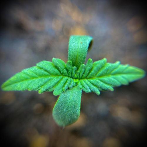 C R I T I C A L. Week 1 - Day 6