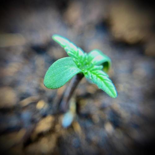 C R I T I C A L. Week 1 - Day 6