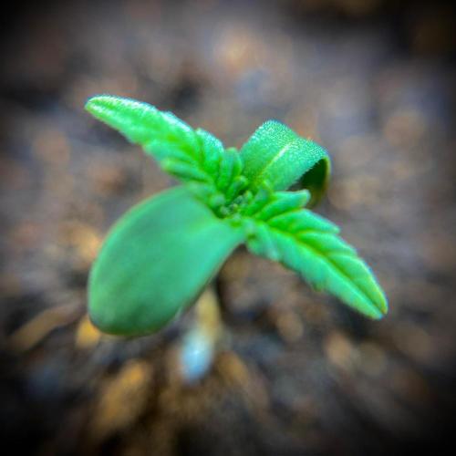 C R I T I C A L. Week 1 - Day 6