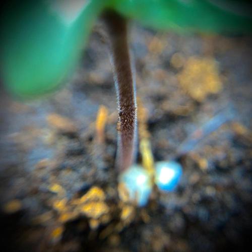 C R I T I C A L. Week 1 - Day 6