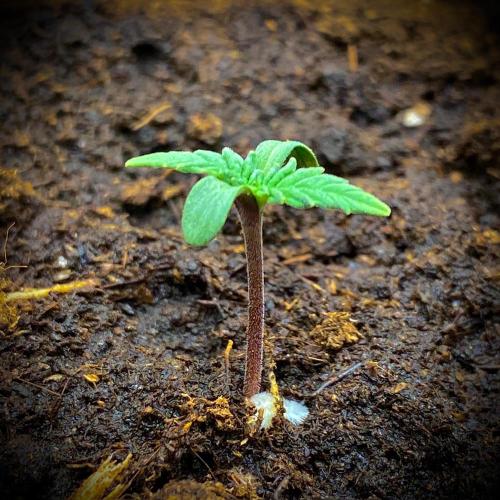 C R I T I C A L. Week 1 - Day 6