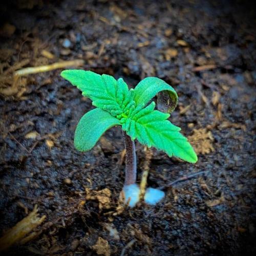 C R I T I C A L. Week 1 - Day 6