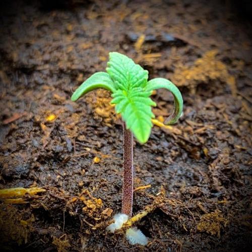 C R I T I C A L. Week 1 - Day 6