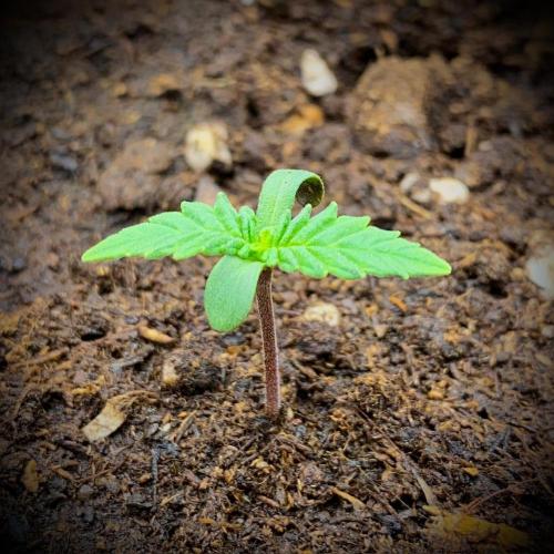 C R I T I C A L. Week 1 - Day 7