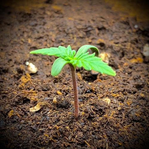 C R I T I C A L. Week 1 - Day 7