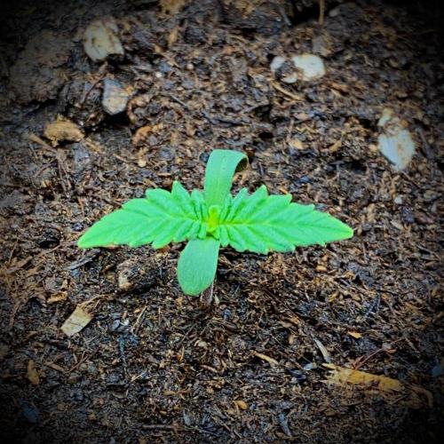 C R I T I C A L. Week 1 - Day 7