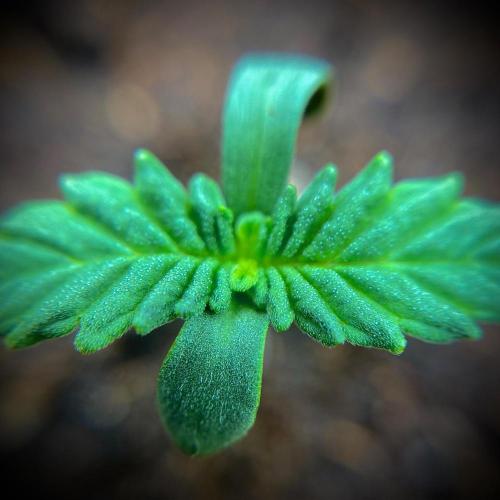 C R I T I C A L. Week 1 - Day 7