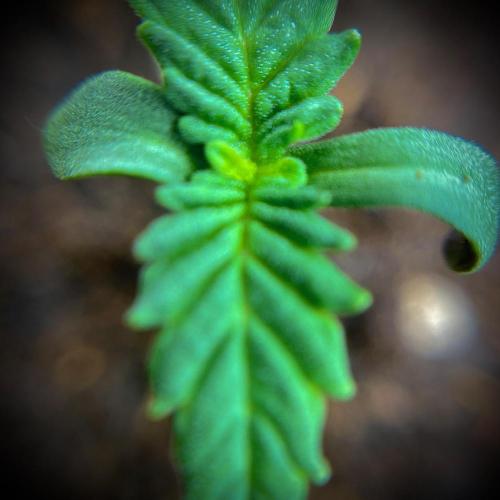 C R I T I C A L. Week 1 - Day 7