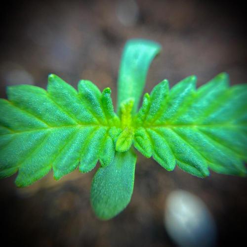 C R I T I C A L. Week 2 - Day 8