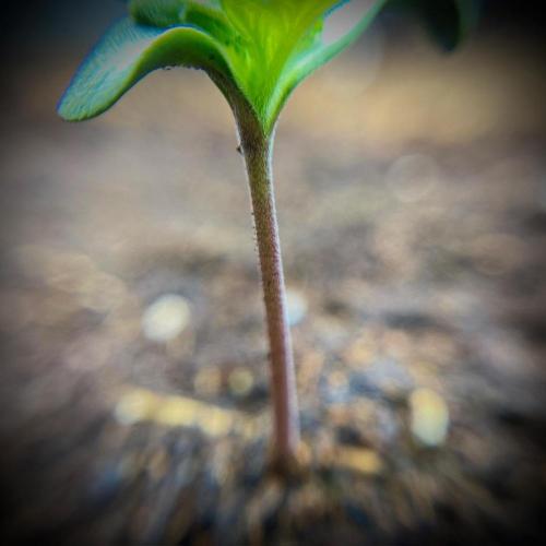 C R I T I C A L. Week 2 - Day 8