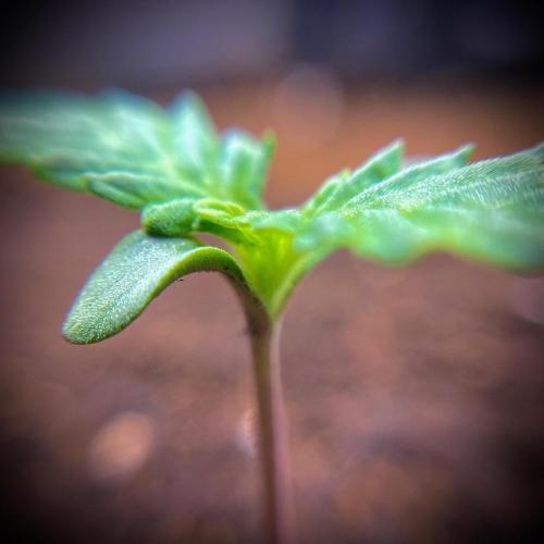 C R I T I C A L. Week 2 - Day 8