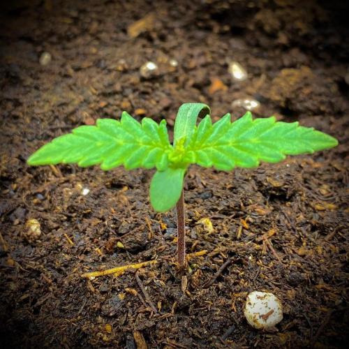 C R I T I C A L. Week 2 - Day 8