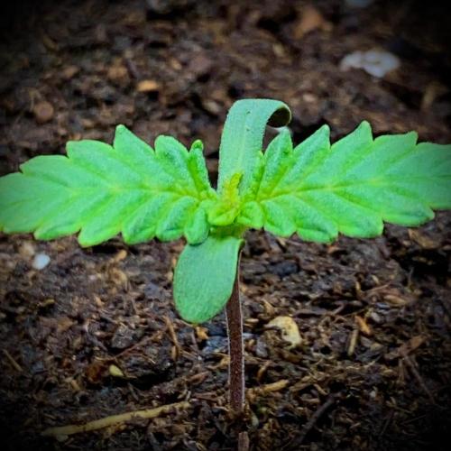 C R I T I C A L. Week 2 - Day 8