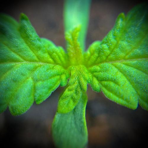 C R I T I C A L. Week 2 - Day 9