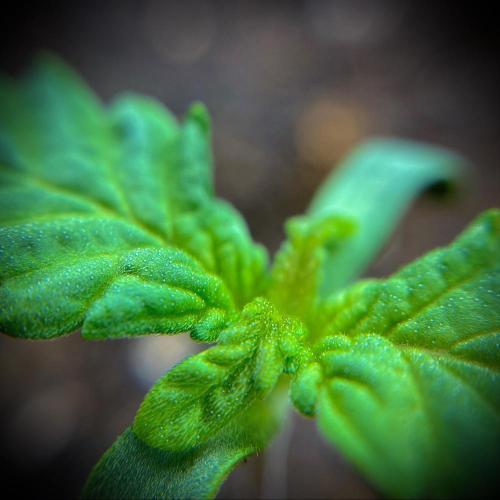 C R I T I C A L. Week 2 - Day 9