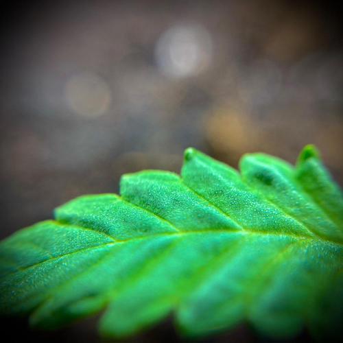 C R I T I C A L. Week 2 - Day 9