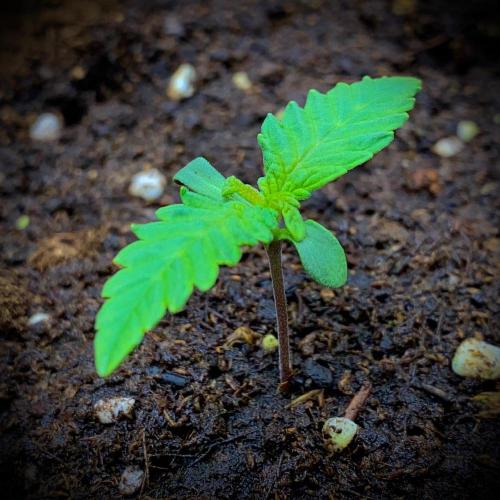 C R I T I C A L. Week 2 - Day 9