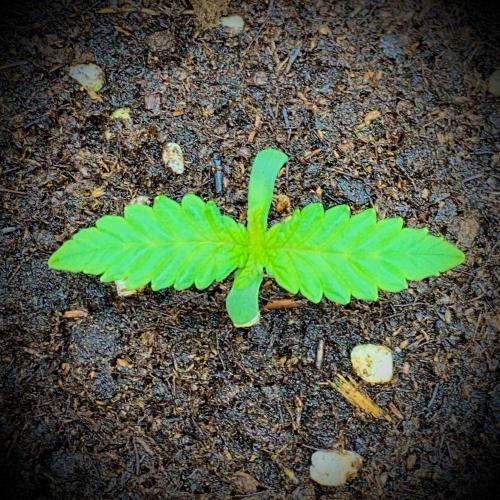 C R I T I C A L. Week 2 - Day 9