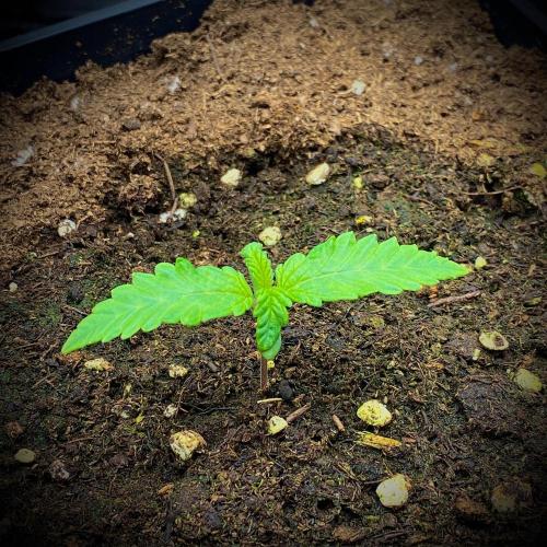 C R I T I C A L. Week 2 - Day 11