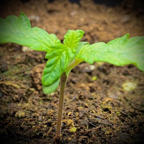 C R I T I C A L. Week 2 - Day 11