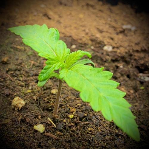 C R I T I C A L. Week 2 - Day 11