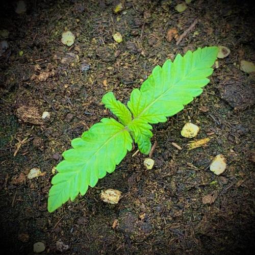 C R I T I C A L. Week 2 - Day 11