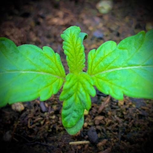 C R I T I C A L. Week 2 - Day 11