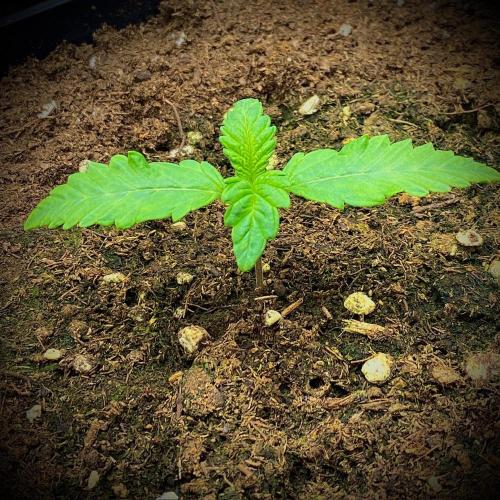 C R I T I C A L. Week 2 - Day 12