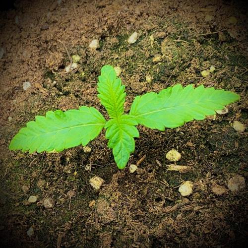 C R I T I C A L. Week 2 - Day 12