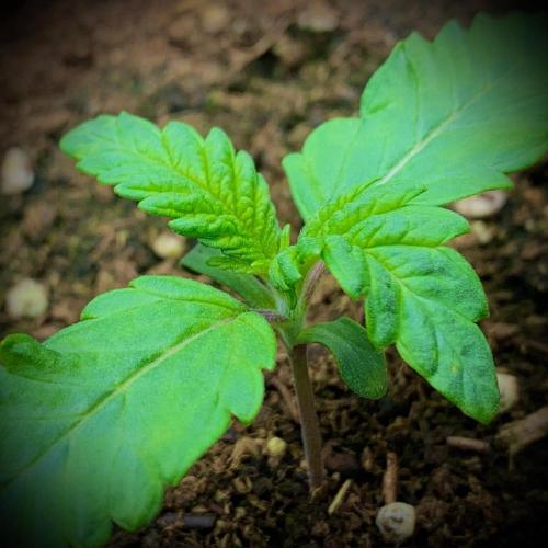 C R I T I C A L. Week 2 - Day 12