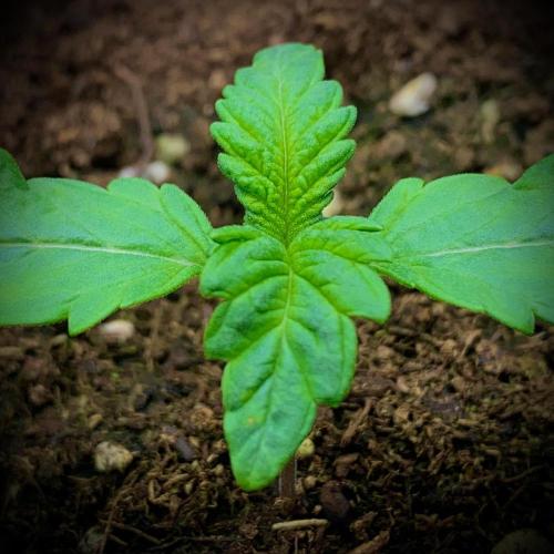 C R I T I C A L. Week 2 - Day 12