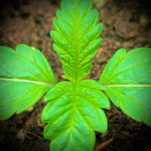 C R I T I C A L. Week 2 -  Day 12