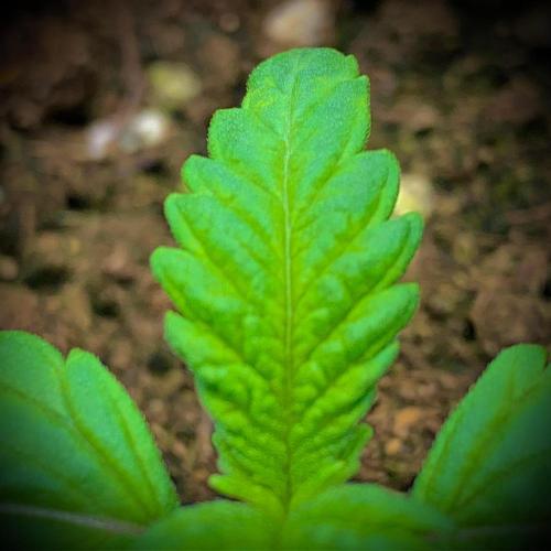 C R I T I C A L. Week 2 - Day 12