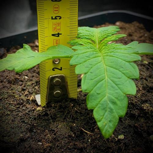 C R I T I C A L. Week 2 - Day 14