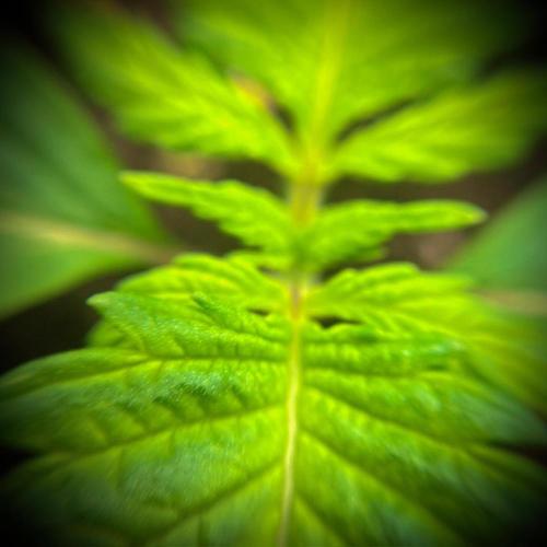 C R I T I C A L. Week 2 - Day 14