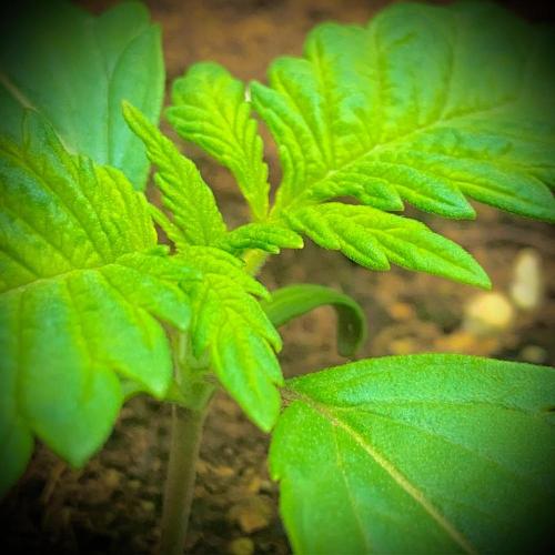 C R I T I C A L. Week 2 - Day 14