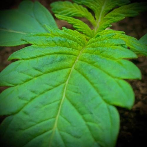 C R I T I C A L. Week 2 - Day 14