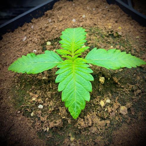 C R I T I C A L. Week 2 - Day 14