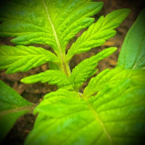 C R I T I C A L. Week 2 - Day 14