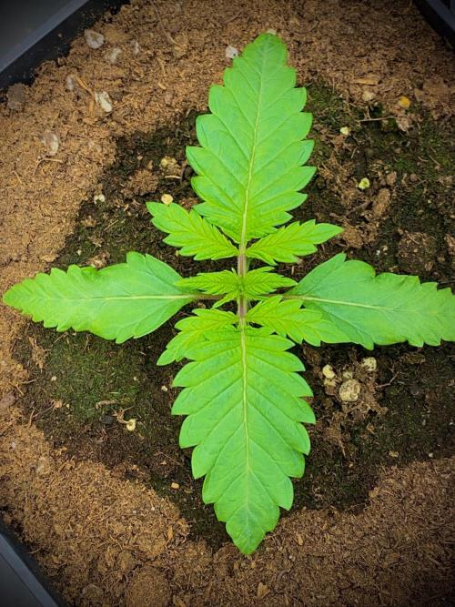 C R I T I C A L. Week 3 - Day 15