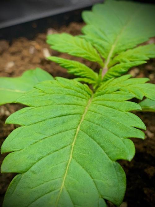 C R I T I C A L. Week 3 - Day 15