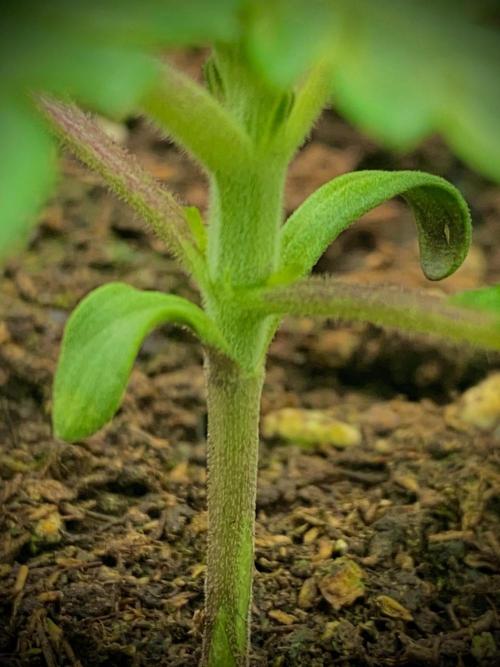 C R I T I C A L. Week 3 - Day 15