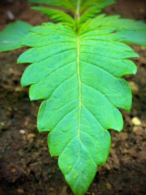 C R I T I C A L. Week 3 - Day 15