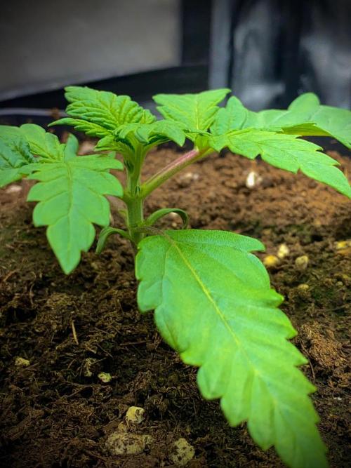 C R I T I C A L. Week 3 - Day 16