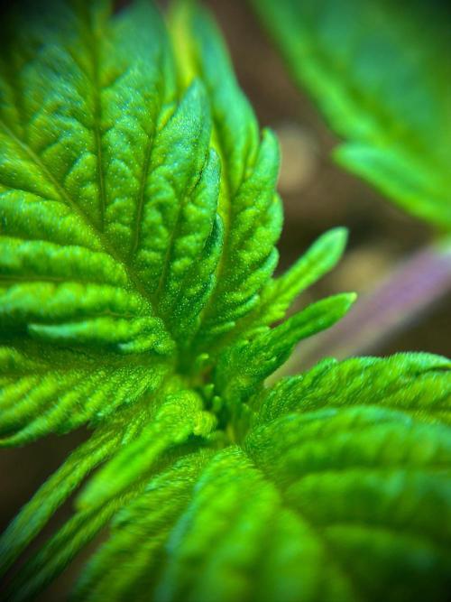 C R I T I C A L. Week 3 - Day 16