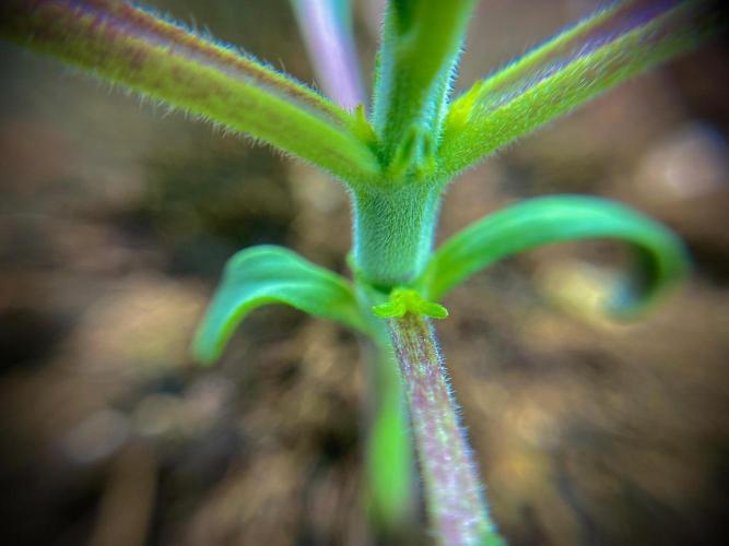 C R I T I C A L. Week 3 - Day 16